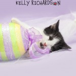 Black and white kitten asleep holding a yellow, green and purple easter egg decoration with white tulle, purple background.