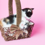 Two kittens, one Calico , and one Black and white kitten playing and standing inside of a brown wood basket, Easter basket, Pink background.