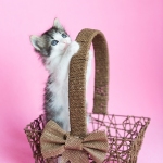 Black and white kitten playing and standing inside of a brown wood basket, Easter basket, Pink background.