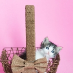 Black and white kitten playing and standing inside of a brown wood basket, Easter basket, Pink background.