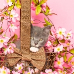 Young Kitten inside basket with pink flowers pink background
