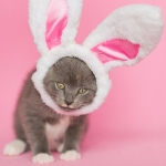 Gray Kitten wearing easter bunny ears, pink background.