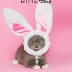 Gray Kitten wearing easter bunny ears, pink background.