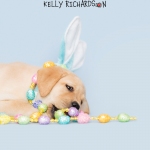 Yellow Labrador Easter Puppy on Blue background.