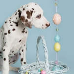 Dalmatian Puppy Easter