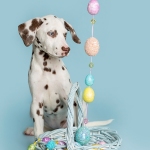 Dalmatian Puppy Easter