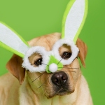 Yellow Labrador Retriever Puppy wearing funny bunny glasses green background.
