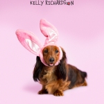 Dachshund Puppy dog Wearing pink bunny ears for easter