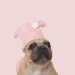 French Bulldog Puppy Photoshoot