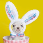 French Bulldog Easter