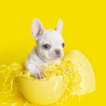 White French Bulldog Puppy celebrating Easter Holiday, Yellow background.