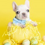 French Bulldog Easter