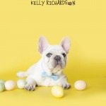 White French Bulldog Puppy celebrating Easter Holiday, Yellow background.