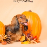 Dachshund Puppy dog with orange pumpkins