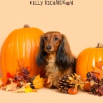 Dachshund Puppy dog with orange pumpkins