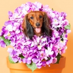 Dachshund Puppy dog in terra cotta flower pot purple flowers