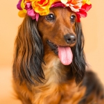 Dachshund Puppy dog wearing orange flower head band