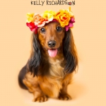 Dachshund Puppy dog wearing orange flower head band