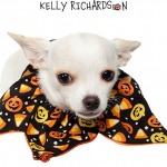 Chihuahua puppy wearing halloween neck scarf, isolated on white.