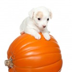 Puppy on top of Pumpkin, isolated on a white background.