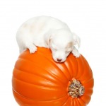 Tiny puppy sleeping on top of a big orange pumpkin, isolated on white background.