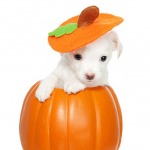 White puppy inside an orange pumpkin isolated on white