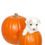 White puppy inside an orange pumpkin isolated on white