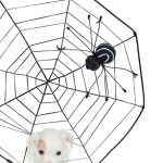 White puppy tangled in spider web isolated on white