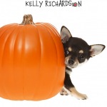 Brown chihuahua puppy hiding inside orange pumpkin, isolated on white background.