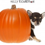 Brown chihuahua puppy hiding inside orange pumpkin, isolated on white background.