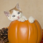 Autumn photo shoot kitten