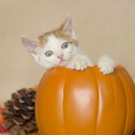 Orange and white kitten inside orange pumpkin