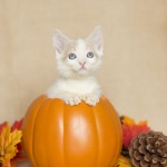 Autumn photo shoot kitten