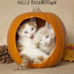 two Orange and white kittens inside orange pumpkin