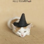 Kitten wearing halloween hat