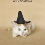Kitten wearing halloween hat