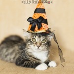 Tabby kitten wearing a black witch hat Halloween