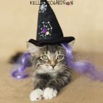 Tabby kitten wearing a black witch hat Halloween
