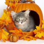Tiny Kitten inside a carved out orange pumpking with fall leaf decoration, white background.