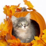 Tiny Kitten inside a carved out orange pumpking with fall leaf decoration, white background.