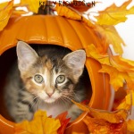 Tiny Calico tortie Kitten inside a carved out orange pumpking with fall leaf decoration, white background.