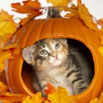 Tiny Calico tortie Kitten inside a carved out orange pumpking with fall leaf decoration, white background.