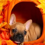 Brown french bulldog in autumn pumpkin basket