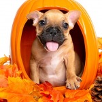 Brown french bulldog in autumn pumpkin basket