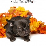 brown french bulldog dog photoshoot for the holidays, laying with a bunch of orange yellow and brown artificial leaves, white background.