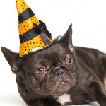 brown french bulldog dog photoshoot for the holidays, wearing an orange and black striped witch hat for Halloween, white background.