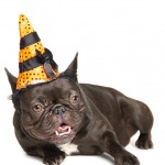 brown french bulldog dog photoshoot for the holidays, wearing an orange and black striped witch hat for Halloween, white background.