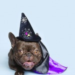 Brown french bulldog wearing a halloween witch hat and a purple and black cape Halloween costume, blue background,