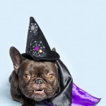 Brown french bulldog wearing a halloween witch hat and a purple and black cape Halloween costume, blue background,