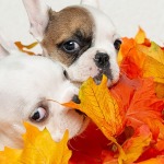 White french bulldog playing in fall autumn orange and yellow leaves, celebrating the fall season and thanksgiving, white background.